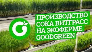 Производство Витграсс на эко-ферме GoodGreen