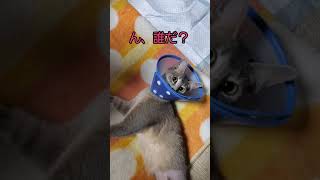 【閲覧注意】足を失った猫の凄まじい回復力w