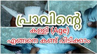 പ്രാവിന്റെ കള്ളി ( Age ) എങ്ങനെ കണ്ട് പിടിക്കാം #pigeonmalayalam, #age, #ottamoolikarshakan