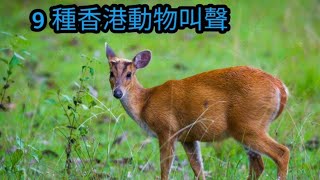 [ 香港動物 ]  :  9 種香港動物叫聲 --- (赤麂 • 噪鵑 • 野豬 • 沼蛙 • 澤蛙 • 畫眉 • 蟋蟀 • 毛雞 •蟬)