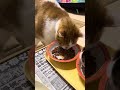 朝ごはん、食べるニャリ。今朝もちゃんと朝ごはん、ちゃんと水分補給。 ねこ 猫 ネコ cat cats 家猫 猫のいる生活 朝ごはん 猫の好きな人と繋がりたい 猫繋がり