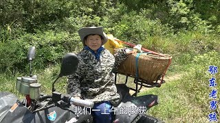 [Edong Old Boy] There is so much treasure in the mountains. Old Boy went bamboo picking with his mom