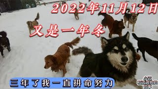 又是一年冬，三年了我拼命努力，想给流浪狗一个家却做的还不够好 Dog rescue in China 20221112