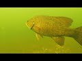 smallmouth bass feeding on crayfish engbretson underwater photography