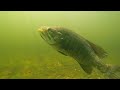 smallmouth bass feeding on crayfish engbretson underwater photography