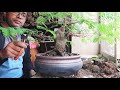 Prune a Tamarind Bonsai | Tamarind Bonsai #shorts