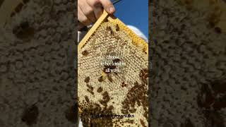 Beekind - Medicinal Manuka Honey Forests™ for Bees