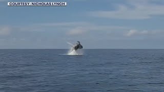 Humpback whale spotted off Clearwater Beach by fisherman