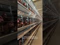 china chicken cage layer cages poultry automated farming equipment