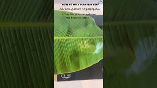 How To Basics| വാഴയില എങ്ങനെ വാട്ടിയെടുക്കാം|How To Wilt a Banana Leaf #shorts  #shortsfeed