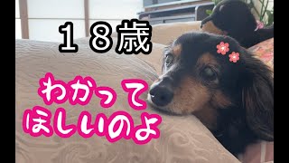 ダメっぷり＃98 18歳10カ月シニア犬吠えるのには理由があります