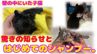 ND256【赤ちゃん猫】壁の中にいた子猫、はじめてのシャンプー。【保護猫】