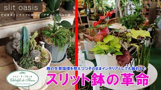 【寄せ植えシリーズ】そのままインテリアとして飾れる鉢で寄せ植え!!【スリット鉢の革命】