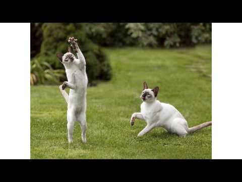 Black cat white cat subtitles Black cat white cat subtitles