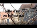 Cerisier, Taille d'un cerisier en forme parasol