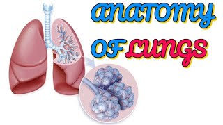 Qaab Dhismeedka Sanbabada | Anatomy of The Lungs || @DrShariifQeys