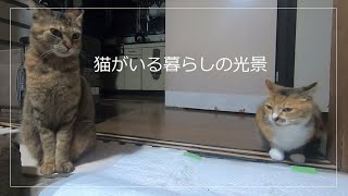 旅立った兄猫の気配を感じ取る妹猫