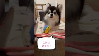 遊び方が変なチワワ #shorts #チワワ #ロングコートチワワ #犬 #うちのチワワん #愛犬 #チワワと暮らす #犬のいる生活 #可愛い #癒し #おもちゃ #遊ぶ