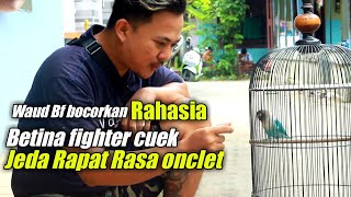 cara mencetak lovebird betina fighter cuek jeda rapat