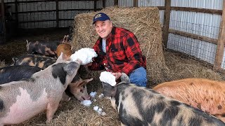 Little Hotties & Bombed Pigs!
