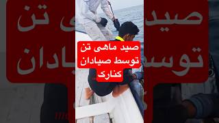 صید ماهی تن توسط بچه های کنارک #ماهیگیری #fishing