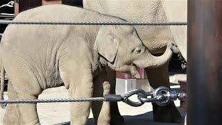 20211205 上野動物園　アジアゾウ　眠そうなアルン　キュッキュッと鳴くウタイ　おろおろするアルン　授乳タイム　３時のおやつを食べて、最後に吠えて帰るアルン　540㎏