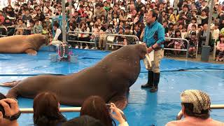 【セイウチ】　鳥羽水族館 爆笑 ショー　神回　ミイちゃん\u0026ポウちゃん\u0026ツララちゃん　walrus