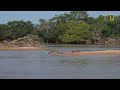 Jaguar Attacks Crocodile Cousin (EXCLUSIVE VIDEO)  National Geographic