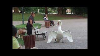 Dog vs Swan in Strasbourg!