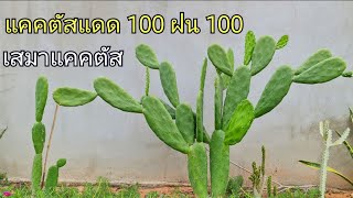 กระบองเพชรเสมา วิธีปลูกประดับริมรั้ว แคคตัสแดด 100 ฝน 100 ปลูกง่ายๆอย่างไรให้รอด?