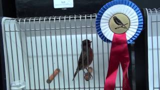 RTVSternet 20151122 Vogelshow ons Genoegen