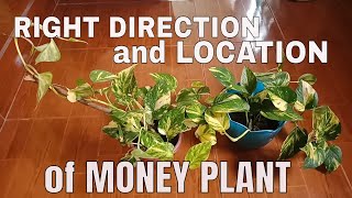 IDEAL DIRECTIONS AND PLACEMENTS OF MONEY PLANT IN THE HOUSE FOR FORTUNE LUCK AND PROSPERITY