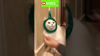 Funny cat | cute cats and dogs reaction animals doing funny things #funnycats #shorts #cats #167