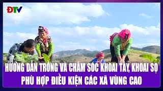 Hướng dẫn trồng và chăm sóc khoai tây, khoai sọ phù hợp điều kiện các xã vùng cao | Điện Biên TV