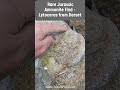 Large Ammonite Find On a Beach In Dorset #fossil #beach #jurassic