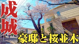 【成城】東京屈指の桜並木。桜咲き誇る高級住宅街、成城をご紹介。