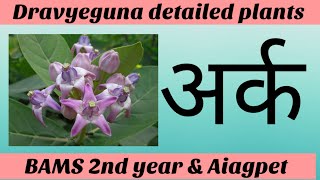 अर्क // Arka plant dravyeguna with tricks BAMS 2nd year // calotropis procera ! Aiagpet / द्रव्यगुण