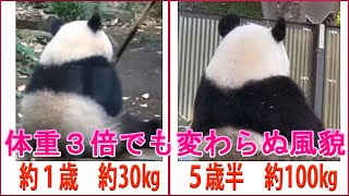 【パンダ妄想劇場】シャンシャンの人気が続く理由　双子の赤ちゃんを上回るのはなぜ？？