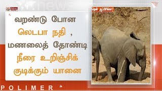 வறண்டு போன லெடபா நதி , மணலைத் தோண்டி நீரை உறிஞ்சிக் குடிக்கும் யானை | #Elephant #SouthAfrica