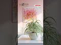 indoor plant decor in every room. subscribe more update. perfect indoor plant