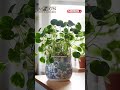 indoor plant decor in every room. subscribe more update. perfect indoor plant