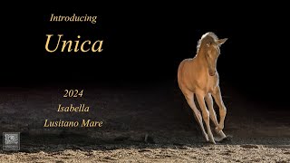 Introducing Unica 2024 Isabella Lusitano Mare