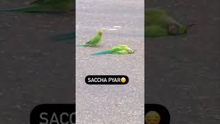 Dead Parrot On The Road, Parrot Carcass Crushed By Car 🥺 #shorts