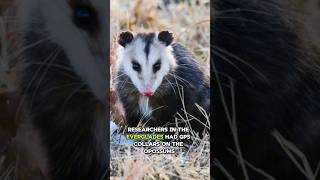 Biologists Accidentally Turned Opossums Into Python Trackers