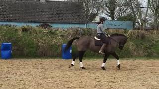 16hh superb all-rounder / event horse / showjumper for sale