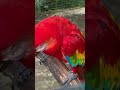 එයාගේ ලස්සන macaw bird