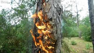 【落雷】雷の凄まじい後遺症!?【火災】