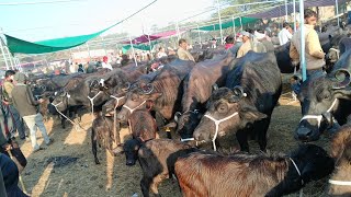 #धुंधड़का पशु मण्डी #26जनवरी मुर्रा भैसो की कीमत #buffelo #desi #animal सस्ती भैसे कैसे खरीदे