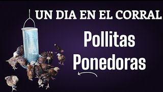 Gallinas Ponedoras. Cómo iniciamos nuestro día!!!