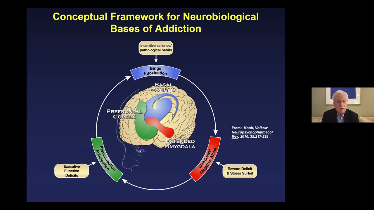 Neural Circuitry Of Addiction And The Dark Side Of Addiction - YouTube